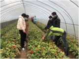 肥西縣柿樹崗村：花卉產(chǎn)業(yè)要興旺 人才培養(yǎng)是關(guān)鍵