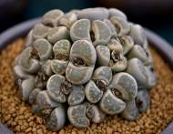 禹艷：屬于多肉的春天