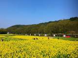 樅陽2021年度油菜花文化旅游節(jié)啟動  推出5條特色一日游線路