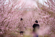 “響”見桃花海 “道”聽三國事  2021第四屆中國·肥東桃花節本月開幕  