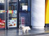 池州市规范养犬行为 助力文明城市创建