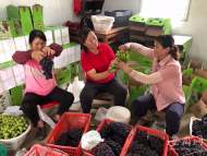 合肥大圩鄉村振興路上那耀眼的“巾幗紅”：奉獻基層的“她”力量