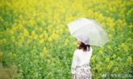 宣城油菜花期提前   盛花期在3月15日至4月5日