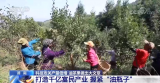 湖南科技攻关产量倍增 油茶果做出大文章