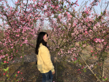 天气晴好  安徽市民周末踏春赏花（组图）