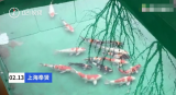 男子偷价值5万元锦鲤晒成小鱼干，知道价格后傻眼了！