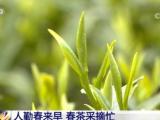 人勤春来早 春茶采摘忙