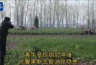 蕭縣瘋牛撞傷主人 民警一槍擊斃