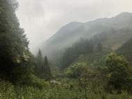黃山茶園全面開采 記者體驗采茶的“辛苦與快樂”