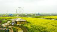 安慶市望江縣油菜花系列賞游推出三條精品線路
