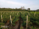 ?肥西縣柿樹崗鄉：無花果上心花開