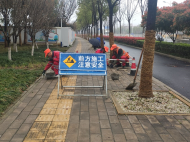  合肥市經開區這條道路獲“扁鵲杯”獎 