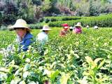 池州：茶飄香 采摘忙