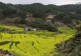 黃山市發(fā)布2021年油菜花“賞花地圖”（圖）