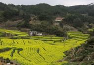 黃山市發(fā)布2021年油菜花“賞花地圖”（圖）