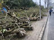 ?合肥書箱路遭砍伐的楊樹何時補種？部門回應：近期將種上景觀樹