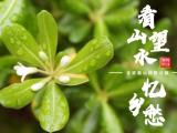 习近平福建行丨看山望水忆乡愁——走进郊野福道