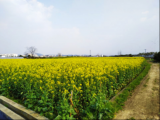 黄山市发布2021年油菜花“赏花地图”