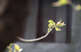 程耀恺：肥西花木美庐州