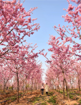 夏阁镇：三花公园600余亩樱花竞相绽放