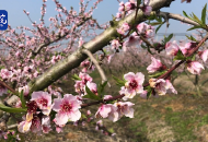合肥周末天晴好 市民周邊忙賞花