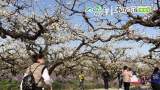 春游江淮请您来|“两马一骑”为砀山梨花节助力添彩