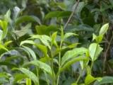 泾县将举办（汀溪）兰香茶旅文化节 脱贫户家的3万株茶树将公开认养