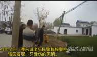 受傷天鵝“迫降”六安農村  遇到了一群好心人
