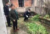 罂粟叶子喂家禽？巢湖公安用无人机查处村民非法种植罂粟