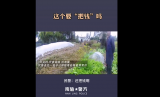 芜湖：铲了我的罂粟，给钱吧