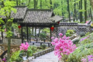 王邦德：母親與花