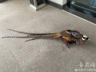 美麗“飛賊”入室偷食被抓 原來是國家一級保護動物