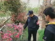 居民映山紅被盜  六安民警尋花擒賊（視頻）
