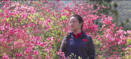 六安女副市長為大別山映山紅代言