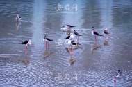 十多只黑翅長腿鷸現身岳西衙前河  紅紅美腿盡顯萬種風情