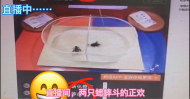 蕪湖：“蟲王爭霸賽” 直播  一晚輸贏上萬元