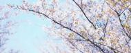 孔靜：春天感懷·組詩