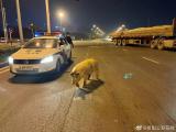 阜陽：“二師兄”散步阻路  警民攜手捆豬消隱患