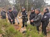 偷盗天柱山松树 6名犯罪嫌疑人被抓获归案