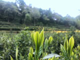 做强猴魁产业  助力乡村振兴 第六届黄山太平猴魁非遗节暨六百里品牌战略升级发布会举行