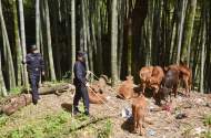 8頭牛崽受驚嚇“出走” 宿松民警9小時(shí)幫忙找回