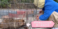 天長村民發(fā)現(xiàn)疑似“狐貍”受傷動物   竟是瀕危物種“狗獾”
