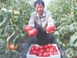 淮南市應(yīng)臺(tái)孜西紅柿陸續(xù)成熟  讓“記憶中的味道”延伸