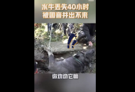 （視頻）合肥一水牛被困  救援中消防員讓主人勸勸這只牛