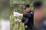 宣城：大蛇贪吃石头蛋被卡 民警解锁新技能帮催吐