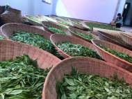 人均日進(jìn)萬金！新安晚報記者探尋黃山太平猴魁核心區(qū)