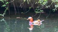 合肥杏花公園首次發現野生鴛鴦