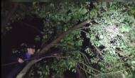 馬蜂窩擾民，舒城民警夜晚攀樹“搗毀”