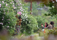 薛明章：滿院薔薇放幽香