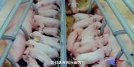 安徽端午“菜籃子”總體穩定   豬肉價格較去年同期降幅超三成